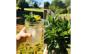 What should we make with this fresh bunch of mint? Mojitos! Here is our recipe:
1 1/2oz